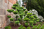 Buxus sempervirens var. arborescens, Bonsai