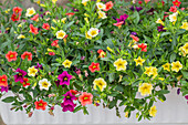 Calibrachoa