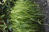 Carex muskingumensis 'Silver Streak