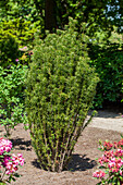 Cephalotaxus harringtonia 'Fastigiata