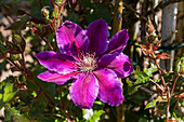 Clematis 'Dr. Ruppel'