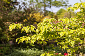 Cornus florida 'Rainbow'