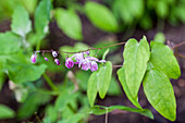 Epimedium x cultorum 'Sasaki'