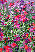 Erysimum cheiri