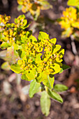 Euphorbia polychroma