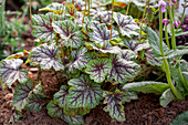 Heuchera americana Green Spice