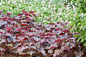 Heuchera micrantha 'Rachel'