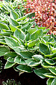 Hosta x fortunei Patriot