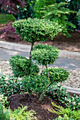 Ilex crenata 'Convexa', Bonsai