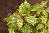 Osmanthus heterophyllus 'Tricolor'