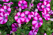 Petunia 'Mini Blast Rose'