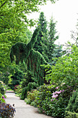 Picea omorika 'Pendula'