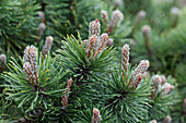 Pinus mugo 'March