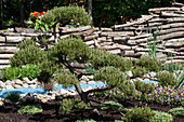 Pinus mugo var. mughus, bonsai, 25 years old