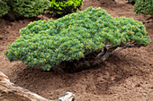 Pinus parviflora 'Glauca', Bonsai