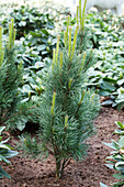 Pinus sylvestris 'Fastigiata'