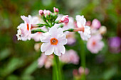 Primula japonica Appleblossom