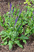 Salvia nemorosa, blau