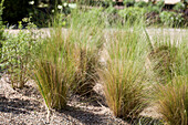 Stipa tenuissima 'Ponytails'