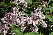 Syringa patula 'Miss Kim'