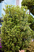 Taxus baccata Fehngold