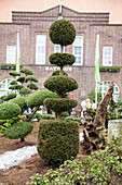 Taxus baccata, Pagoda tree