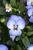 Viola cornuta 'Twix® Blue Ice'