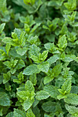 Mentha spicata 'Hugo