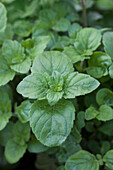 Calamintha menthifolia (Forest Mountain Mint)