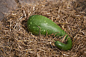 Cucurbita lagenaria 'Corsican'