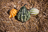 Cucurbita pepo subsp. pepo convar. microcarpina 'Gremlins Mix'