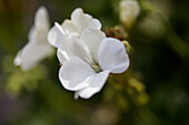 Pelargonium x hortorum 'Nano F1 White'