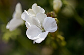 Pelargonium x hortorum Nano F1 White