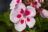 Pelargonium zonale Summerpearls® 'Pink-Rose'