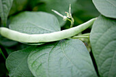 Phaseolus vulgaris var. nanus 'Nassau