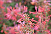 Agastache 'Kudos Ambrosia