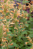 Agastache 'Kudos Gold'