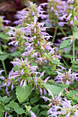 Agastache 'Kudos Silver Blue'