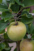 Apfel Delbard Jubile (delgollune)