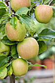 Malus domestica 'Delbard Jubile' apple