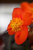 Begonia tuberhybrida F 'Nonstop(R) MOCCA Bright Orange'