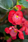 Begonia x benariensis 'BIG'® Rose Green Leaf'