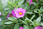 Calibrachoa Kabloom Deep Pink