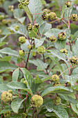 Cephalanthus occidentalis