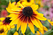 Rudbeckia 'City Serie Berlin'