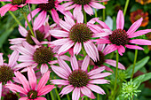 Echinacea 'Dixie Belle'