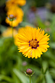 Coreopsis grandiflora Dorhino