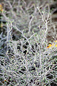Corokia cotoneaster