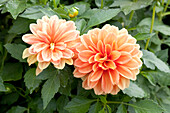 Dahlia LaBella® Grande Orange