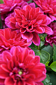 Dahlia LaBella® Grande Purple